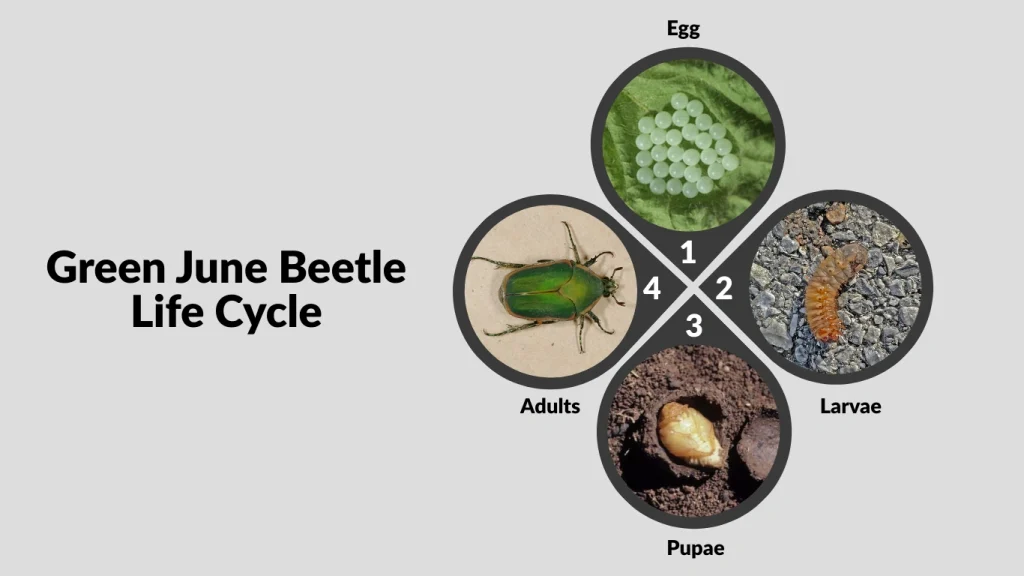 Green June Beetle Life Cycle