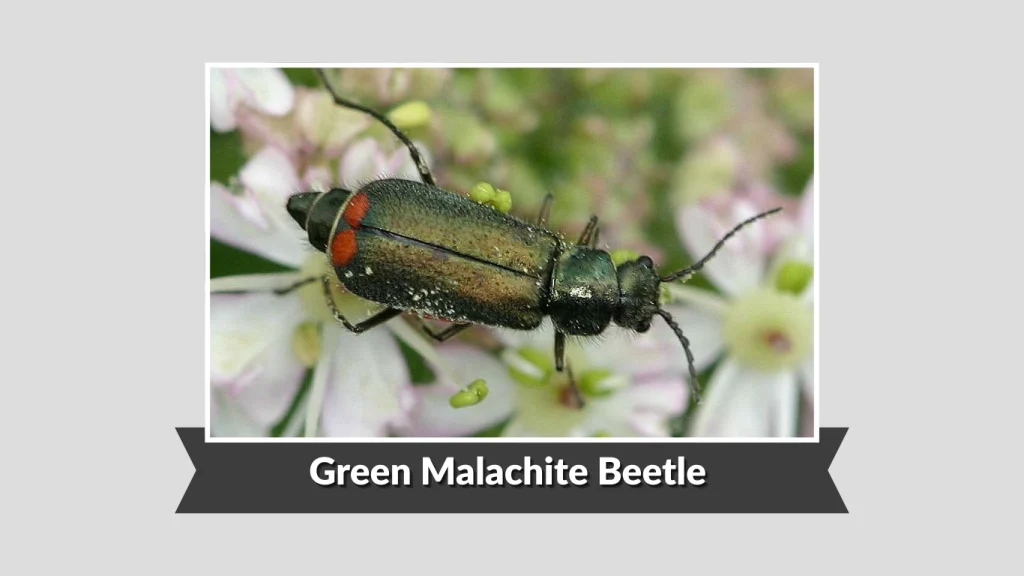 Green Malachite Beetle 