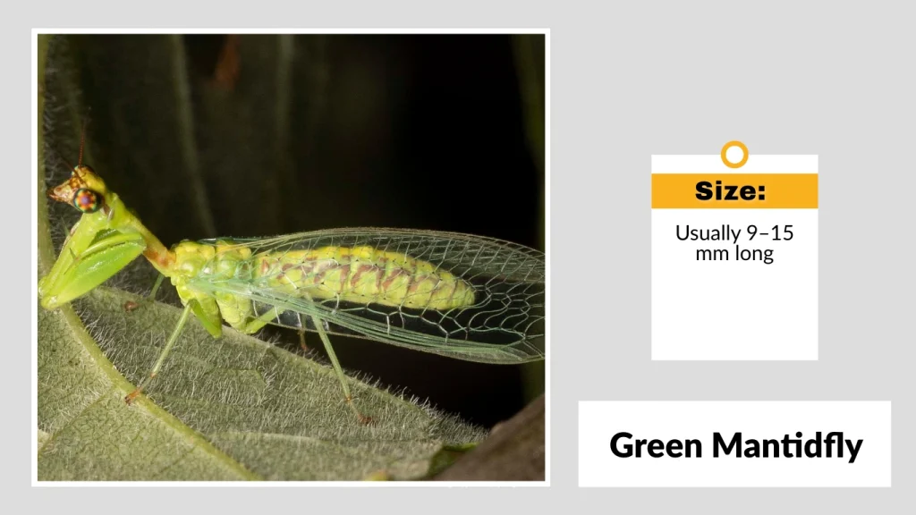 Green Mantidfly