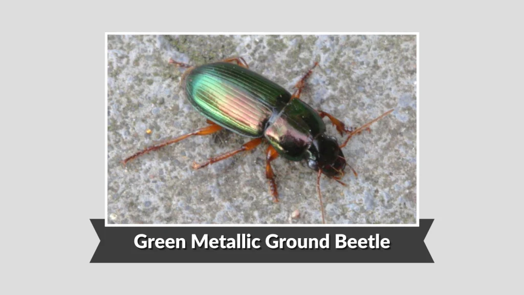 Green Metallic Ground Beetle
