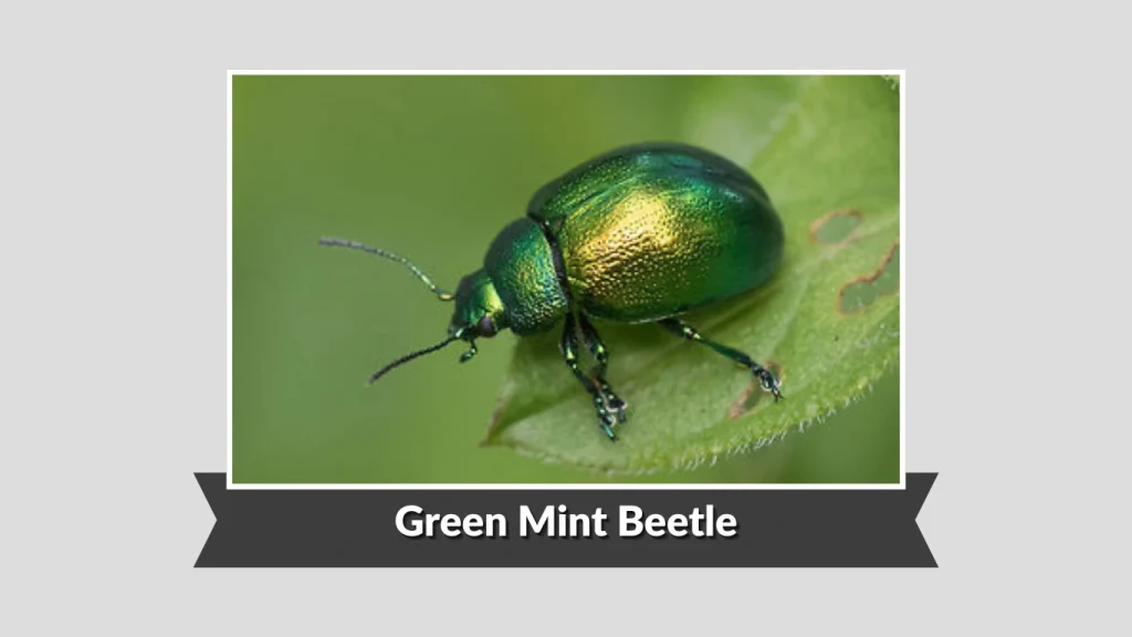 Green Mint Beetle