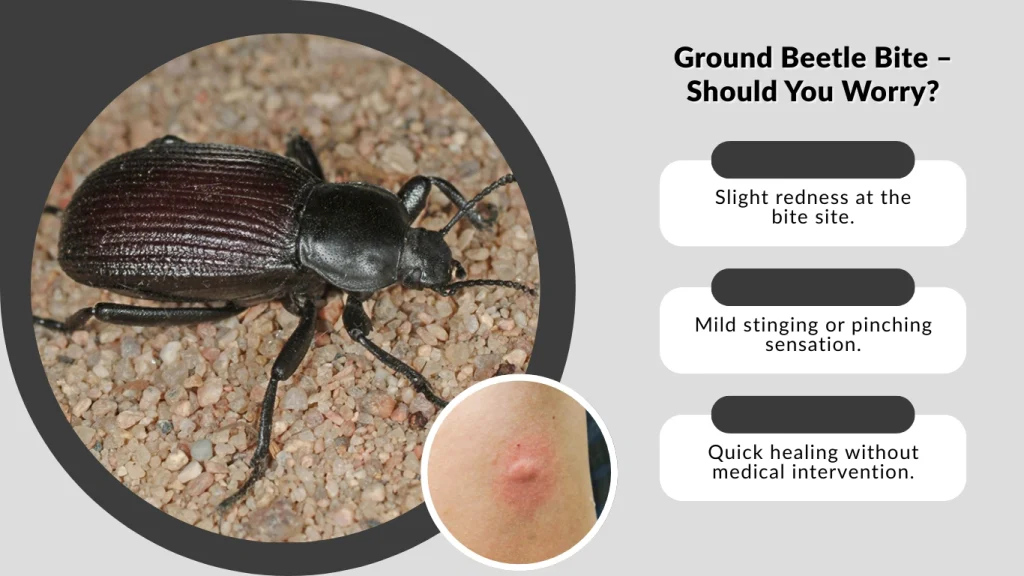 Ground Beetle Bite – Should You Worry