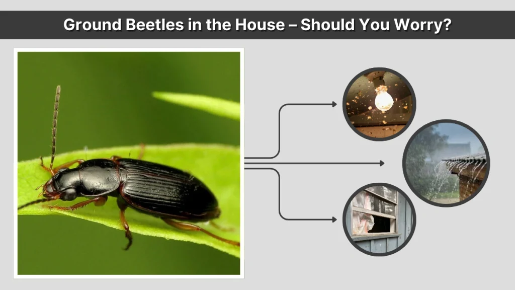 Ground Beetles in the House – Should You Worry