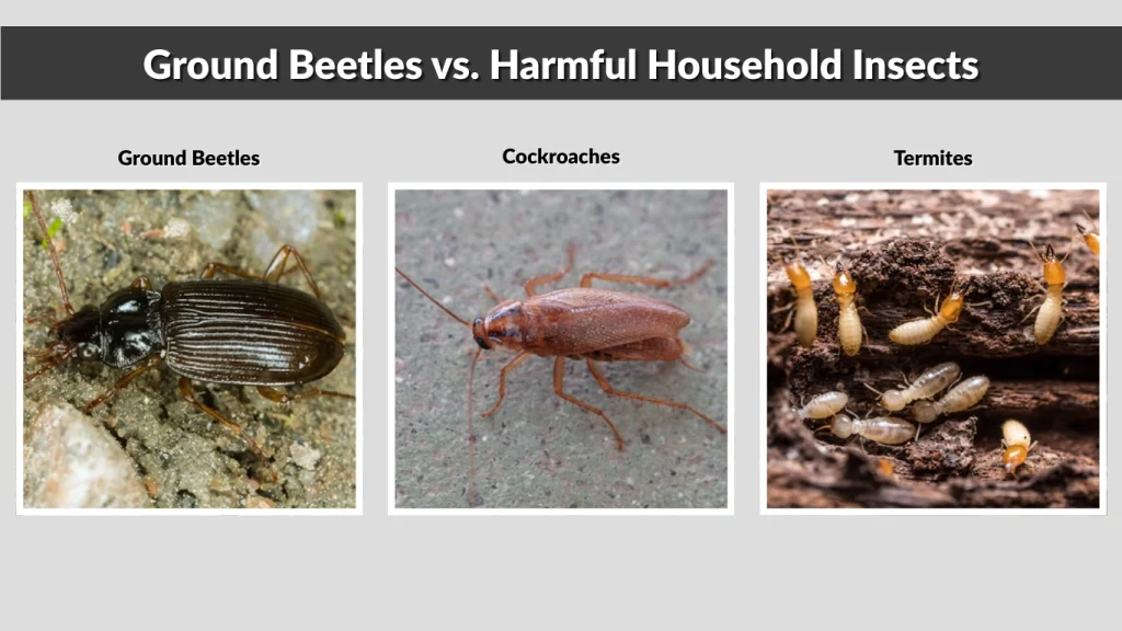 Ground Beetles vs. Harmful Household Insects