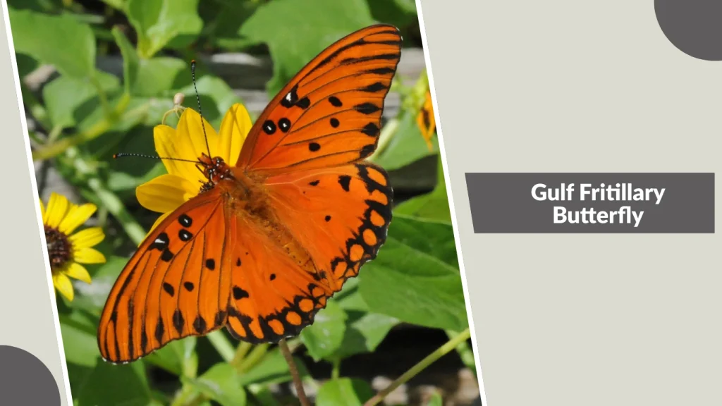 Gulf Fritillary Butterfly