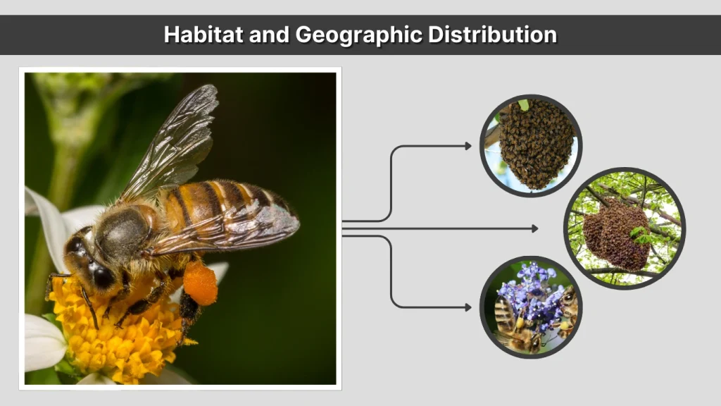Habitat and Geographic Distribution