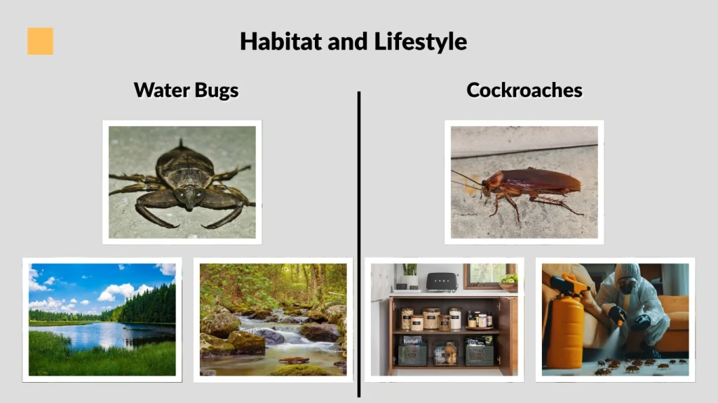 Habitat and Lifestyle