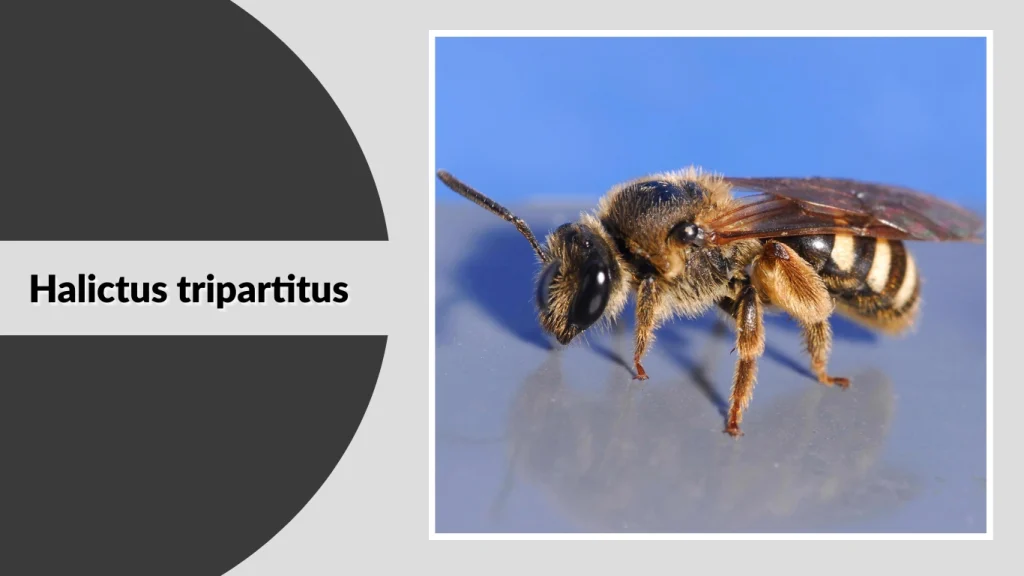 Halictus tripartitus