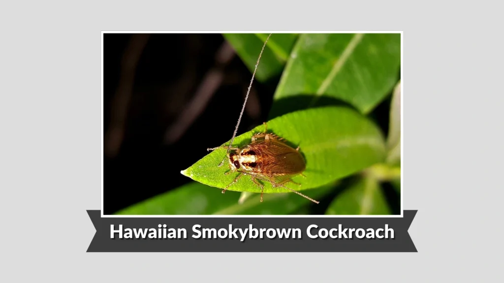 Hawaiian Smokybrown Cockroach