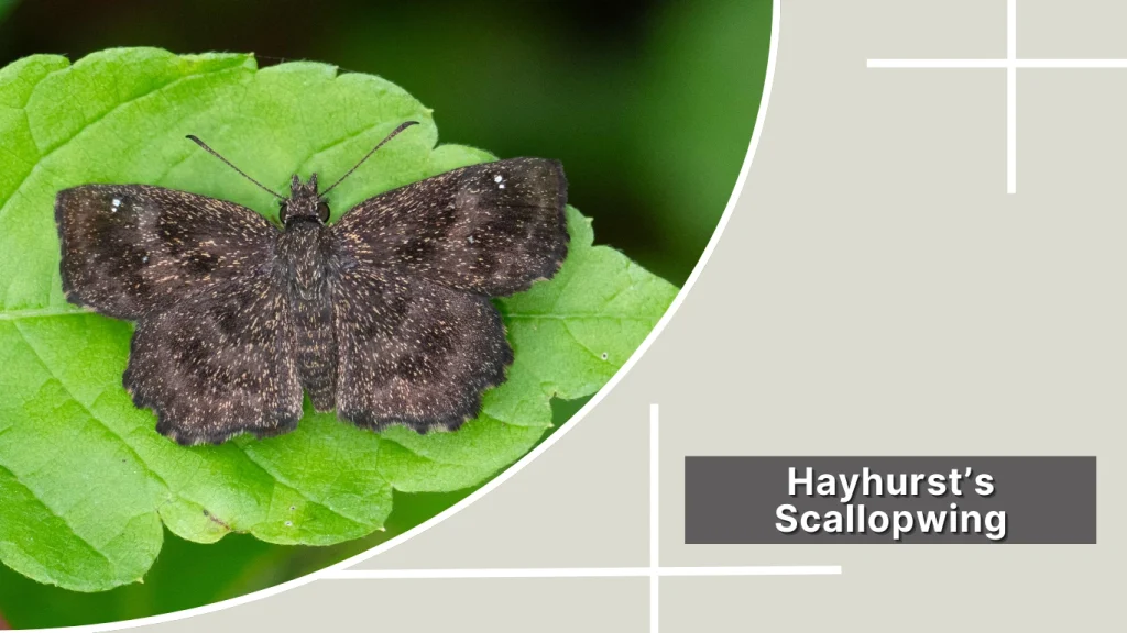 Hayhurst’s Scallopwing