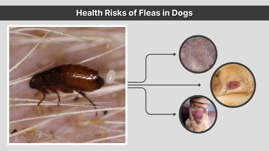 Health Risks of Fleas in Dogs
