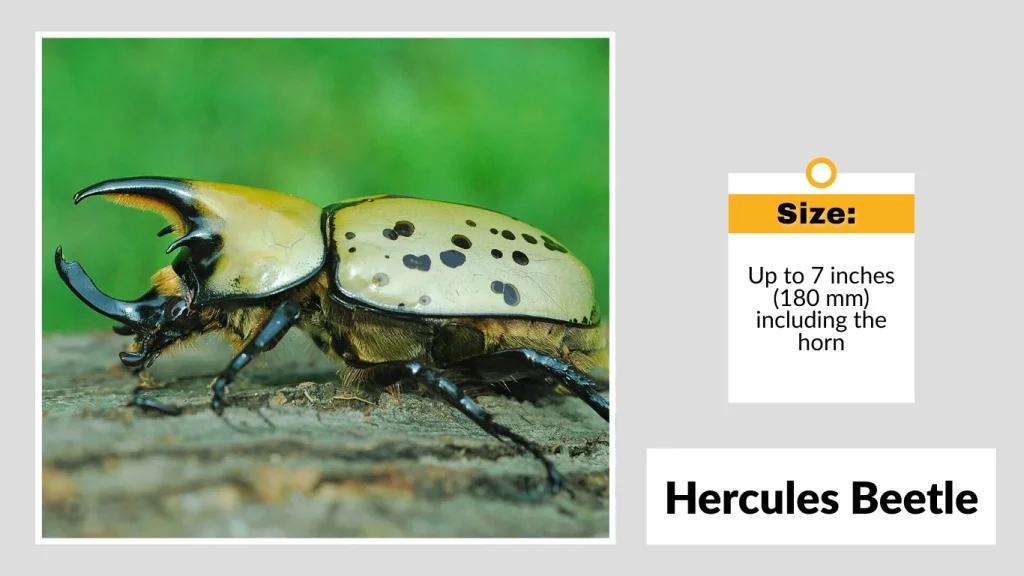 Hercules Beetle