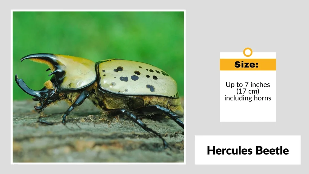 Hercules Beetle