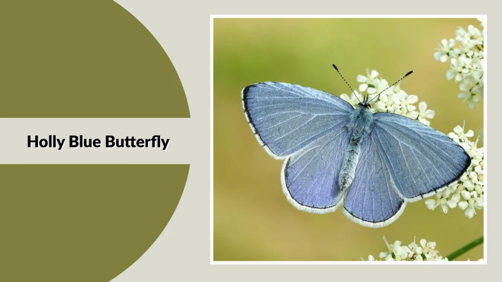 Holly Blue Butterfly