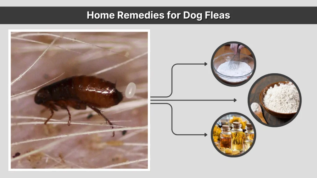 Home Remedies for Dog Fleas