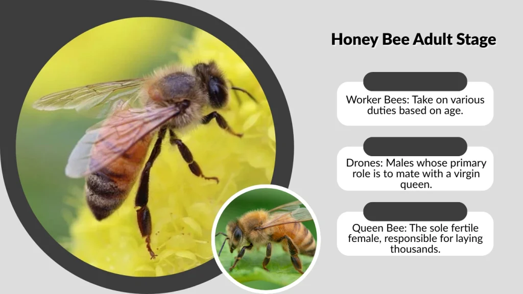 Honey Bee Adult Stage
