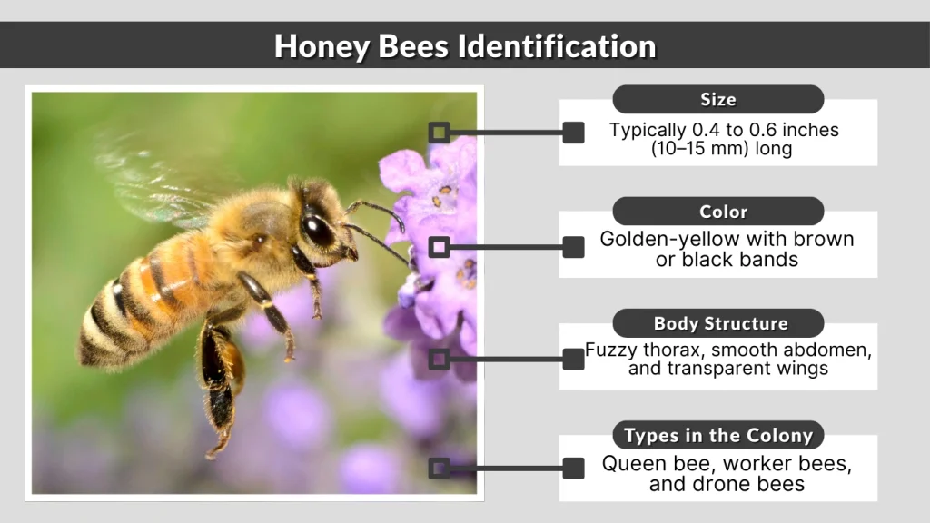 Honey Bees Identification