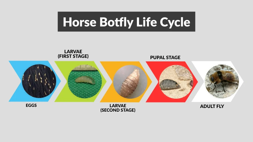 Horse Botfly Life Cycle