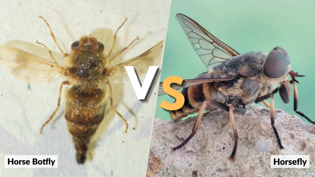 Horse Botfly vs Horsefly