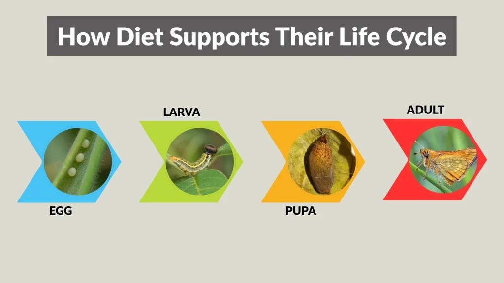 How Diet Supports Their Life Cycle