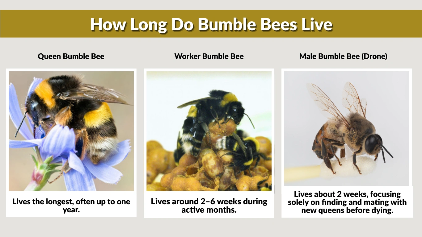 How Long Do Bumble Bees Live