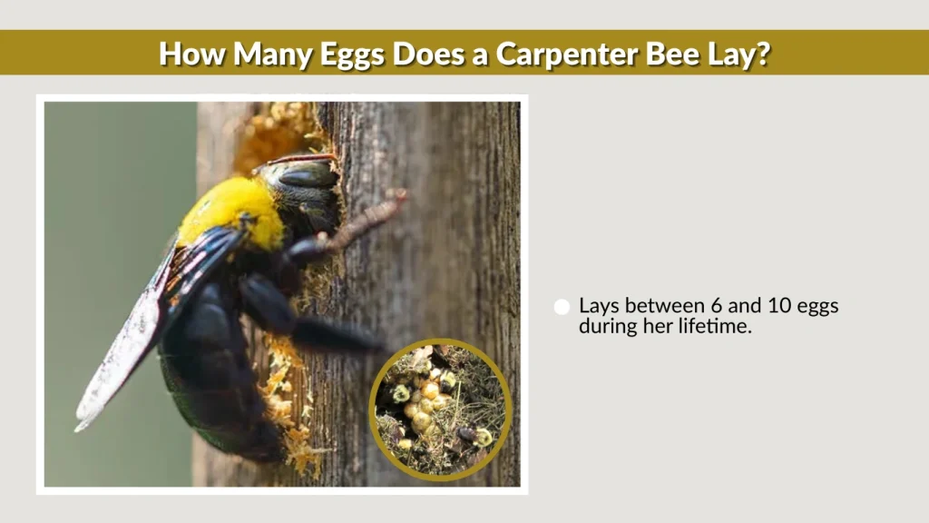 How Many Eggs Does a Carpenter Bee Lay