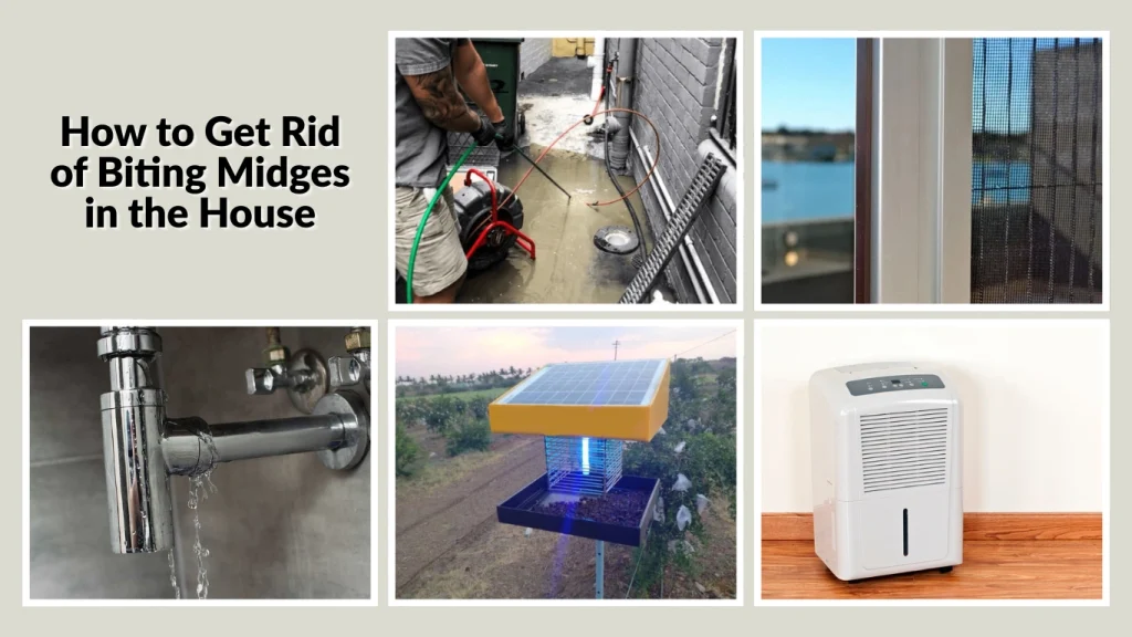 How to Get Rid of Biting Midges in the House