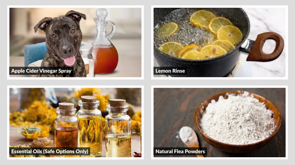 How to Get Rid of Fleas on Dogs Naturally