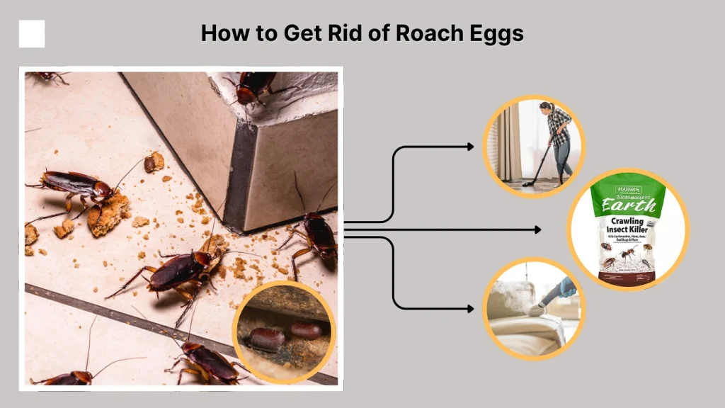 How to Get Rid of Roach Eggs
