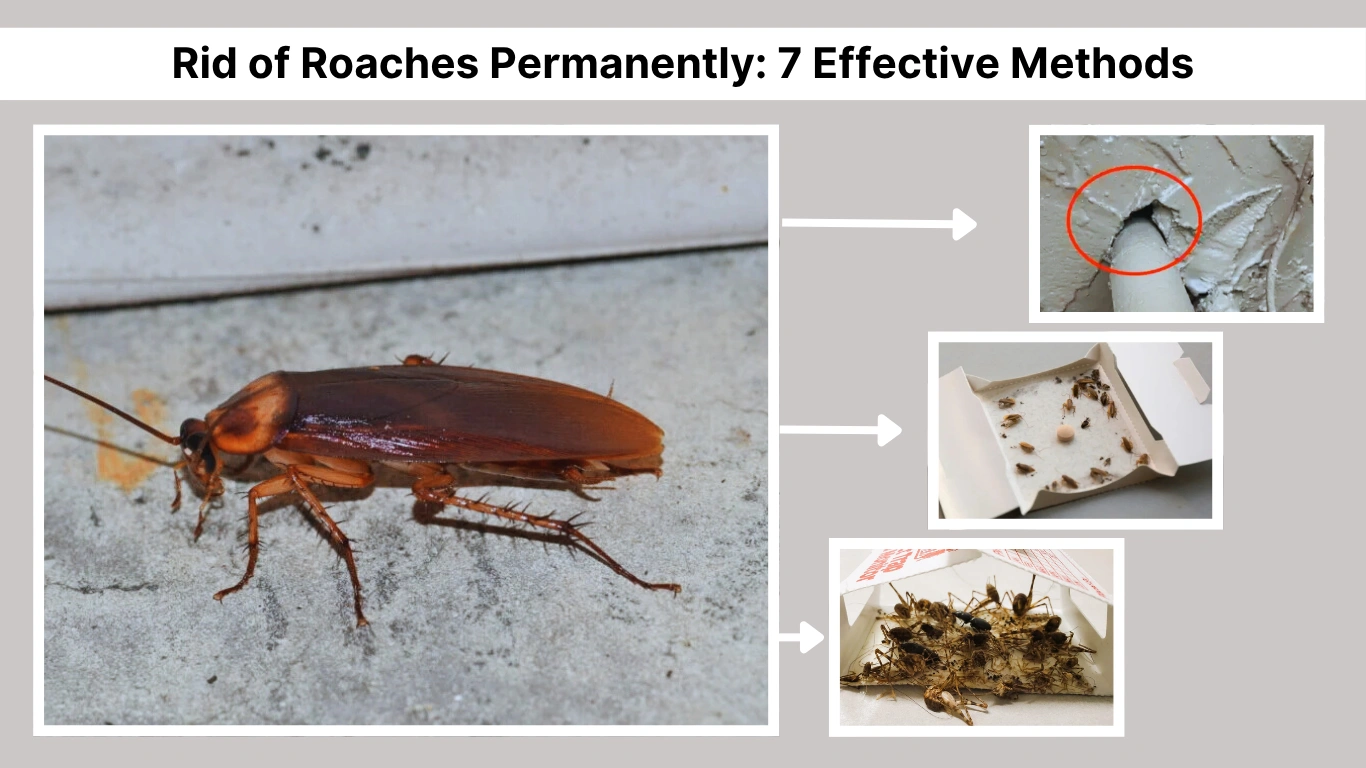 How To Get Rid Of Roaches Permanently 7 Effective Methods How To Get Rid Of Roaches Permanently 7 Effective