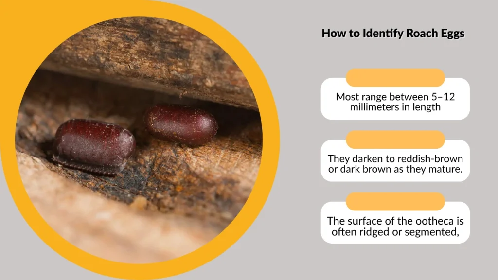 How to Identify Roach Eggs