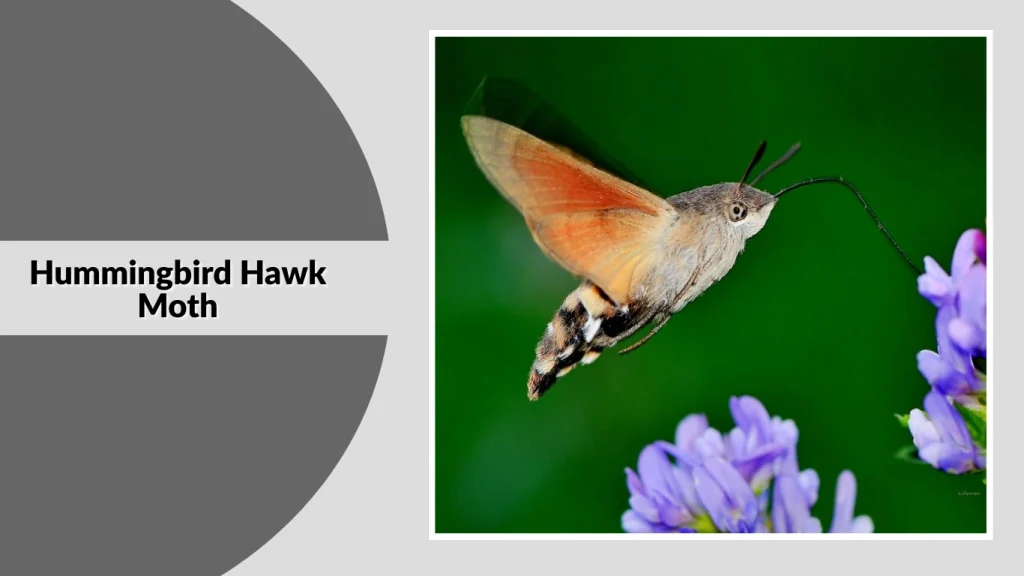 Hummingbird Hawk Moth