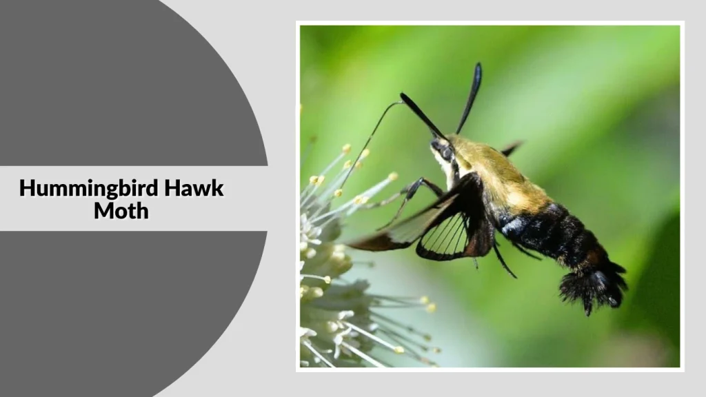 Hummingbird Hawk Moth