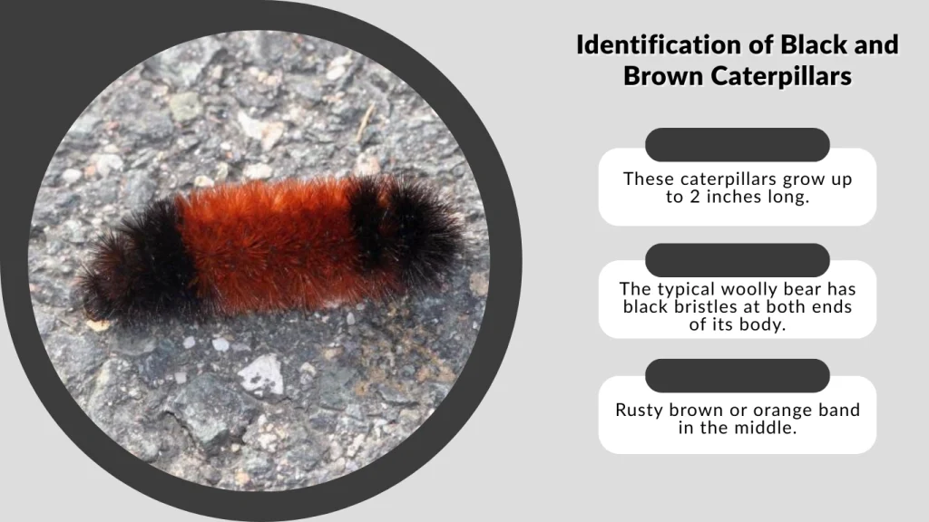 Identification of Black and Brown Caterpillars