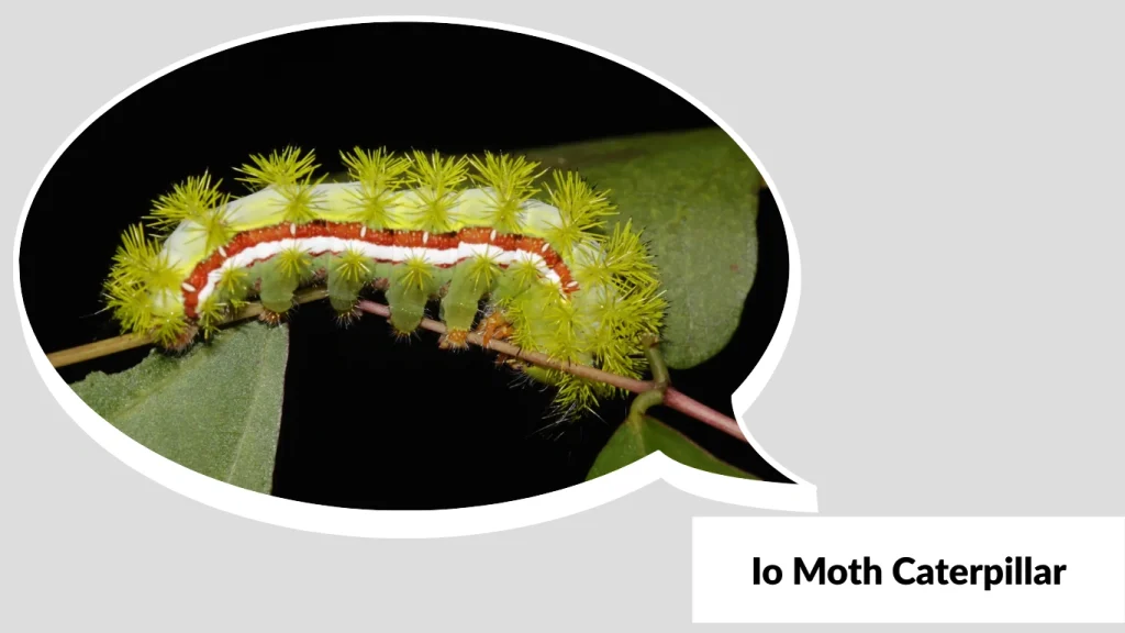 Io Moth Caterpillar