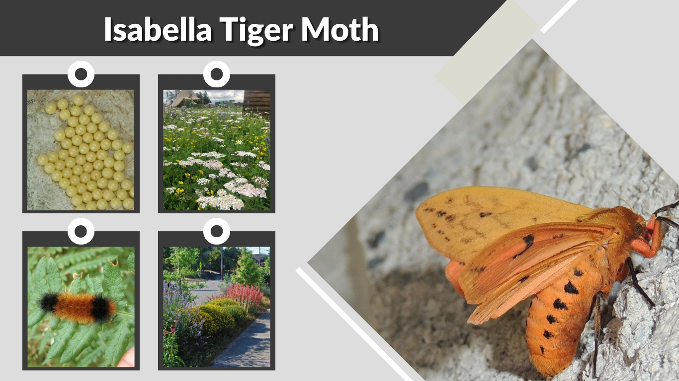Isabella Tiger Moth Caterpillar, Folklore, Life Cycle, and Facts