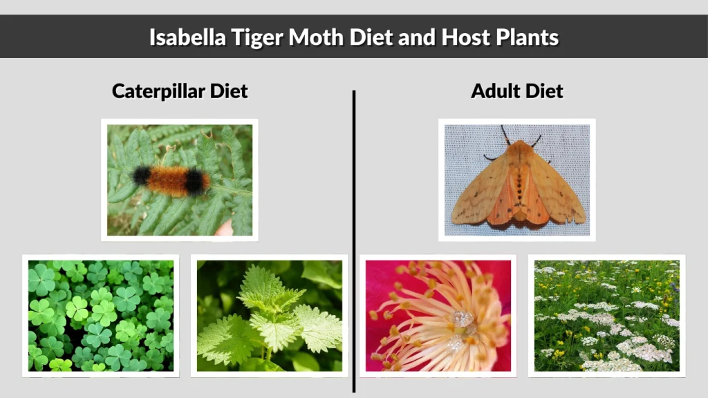 Isabella Tiger Moth Diet and Host Plants