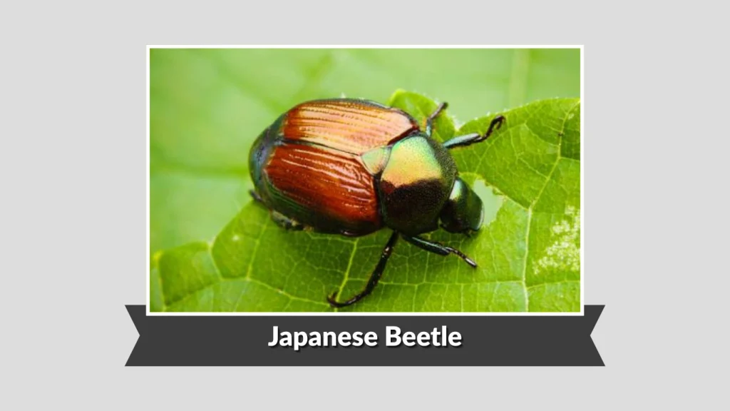 Japanese Beetle