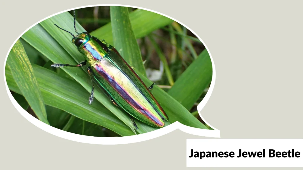 Japanese Jewel Beetle 