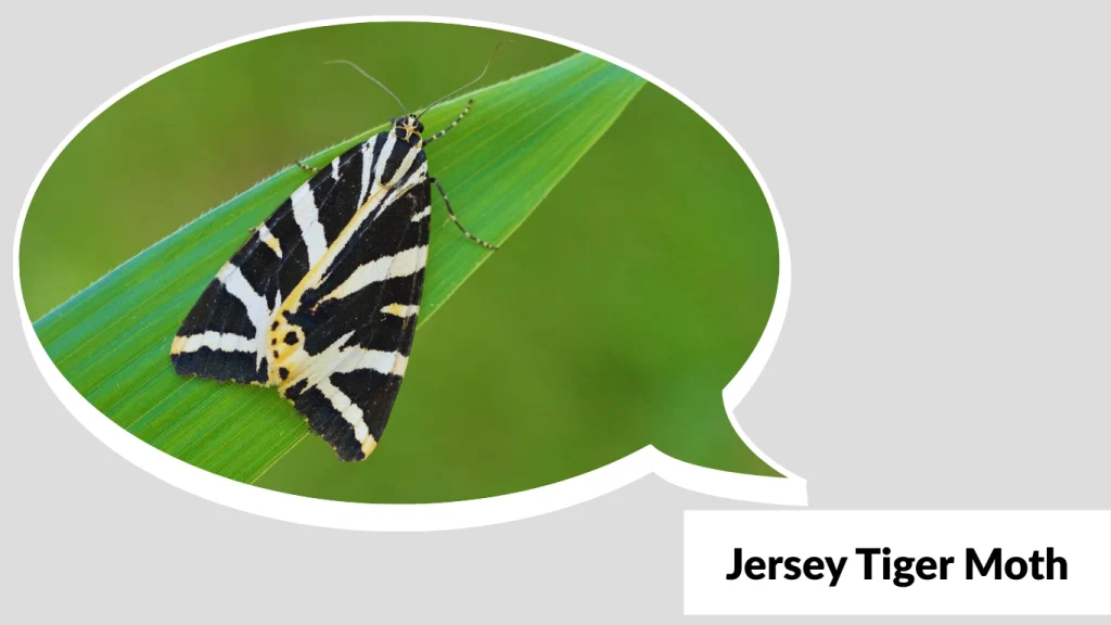 16 Types of Tiger Moths: Identification with Pictures