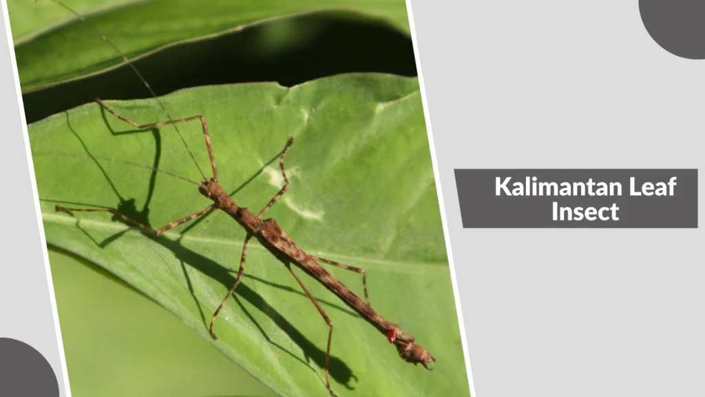 Kalimantan Leaf Insect