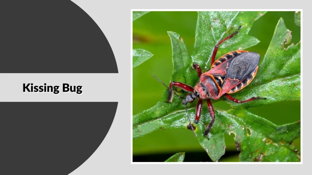 Kissing Bug