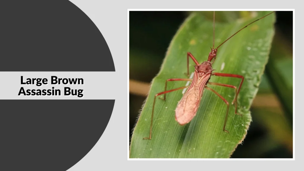 Large Brown Assassin Bug 