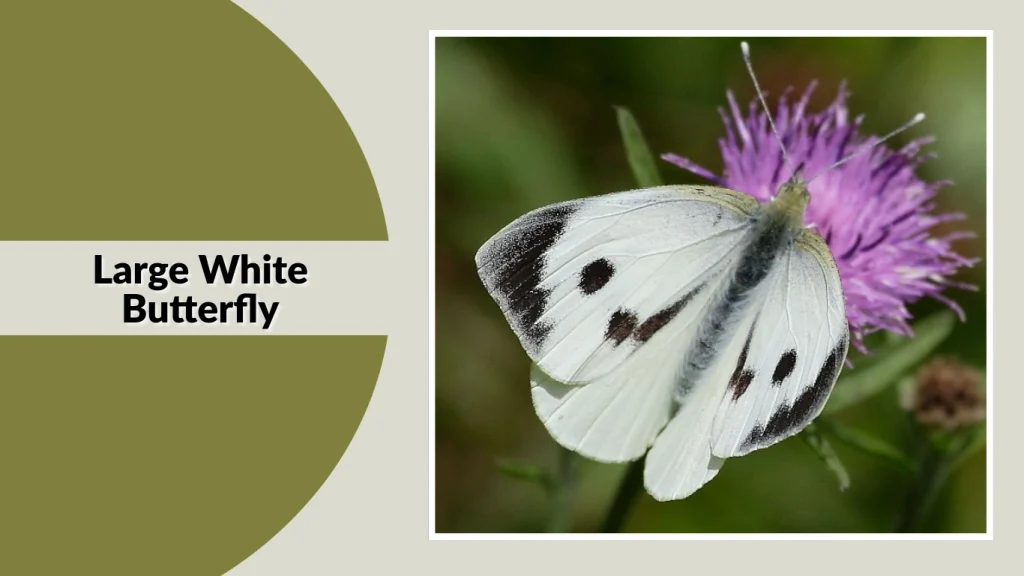 Large White Butterfly