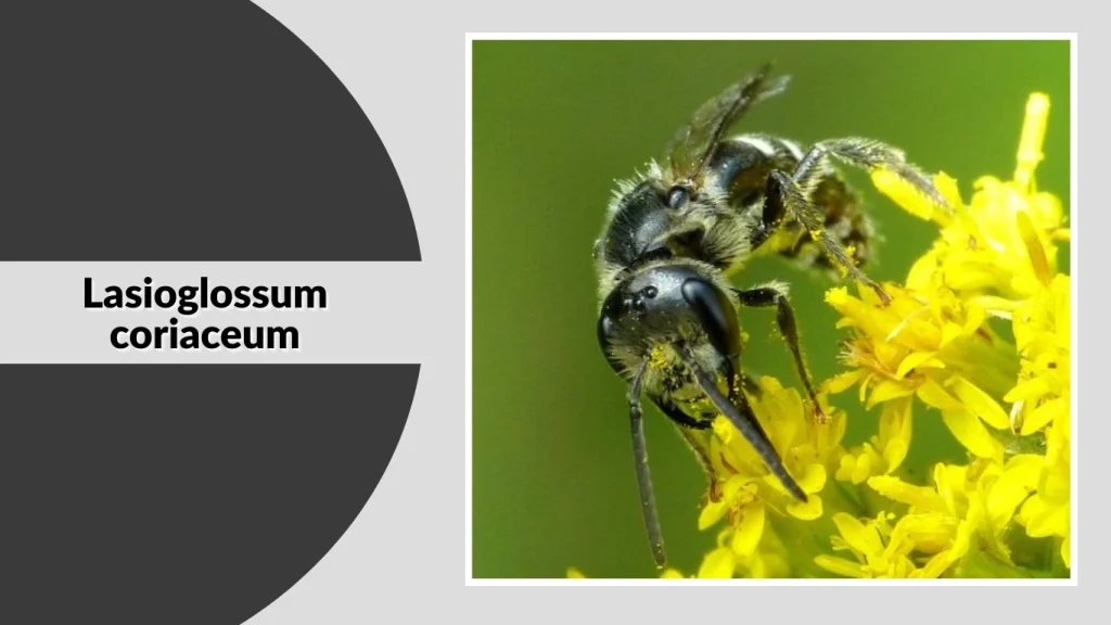 Lasioglossum coriaceum