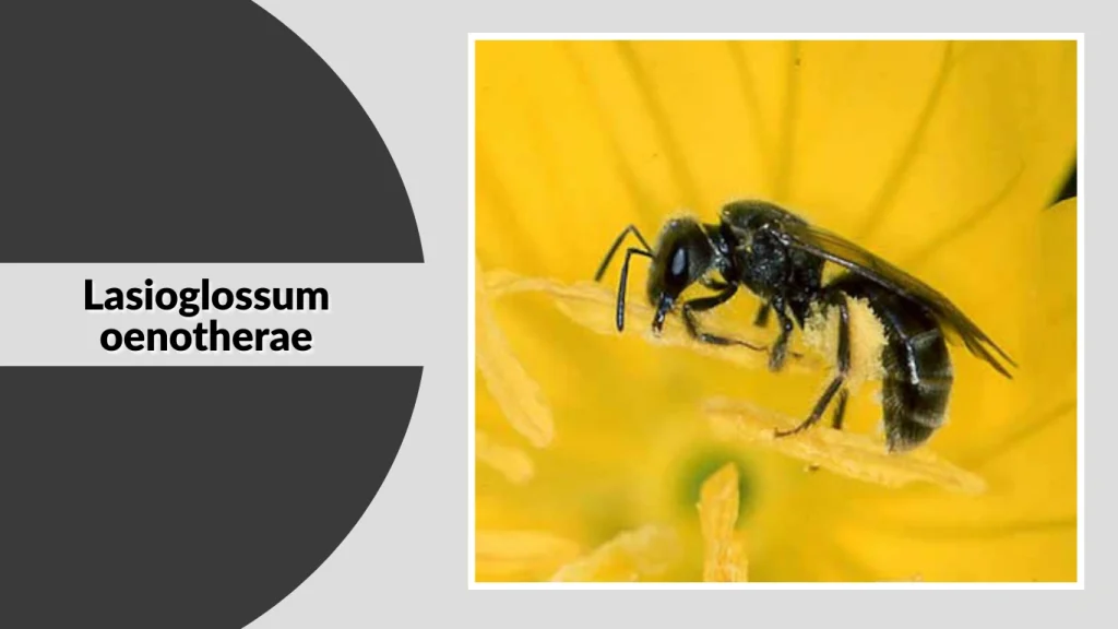 Lasioglossum oenotherae