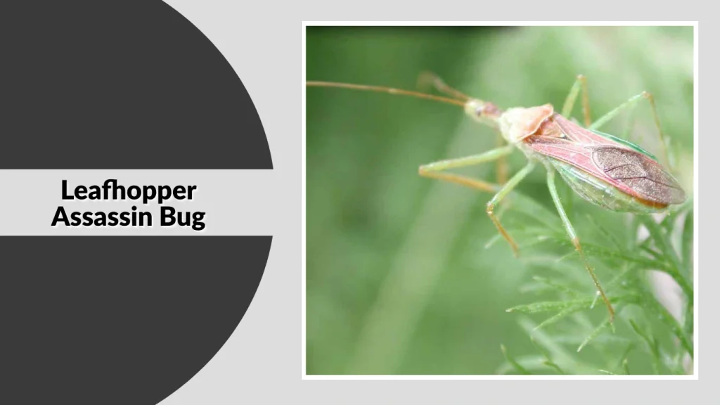 Leafhopper Assassin Bug