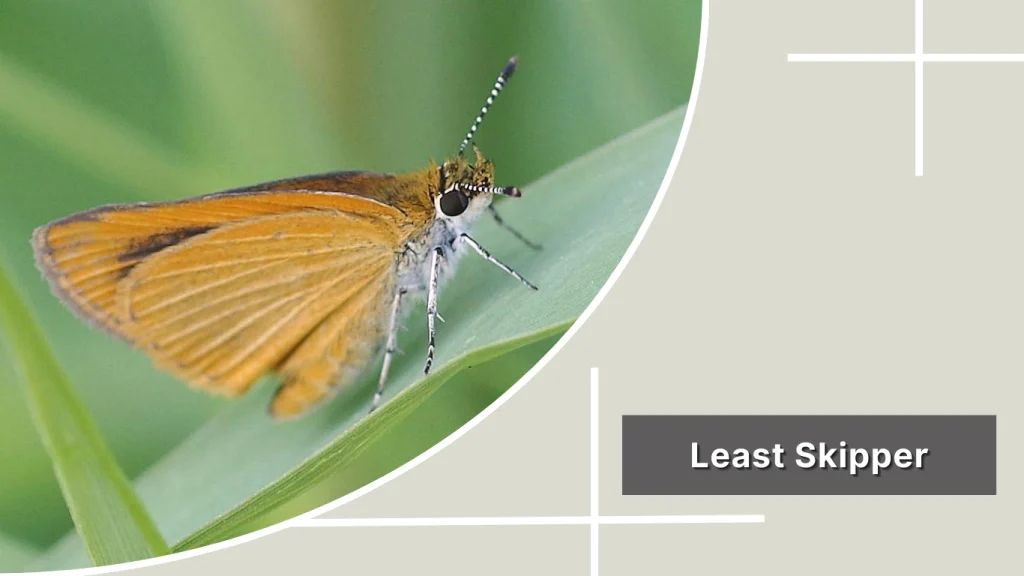 Least Skipper