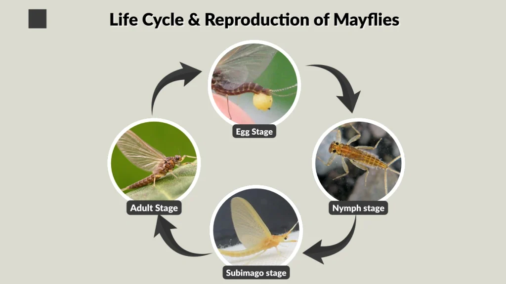 Life Cycle & Reproduction of Mayflies