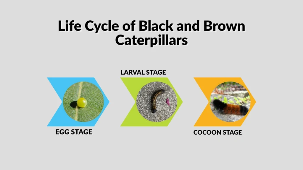Life Cycle of Black and Brown Caterpillars